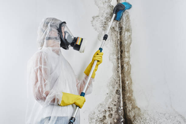 Best Attic Mold Removal  in Pierson, FL