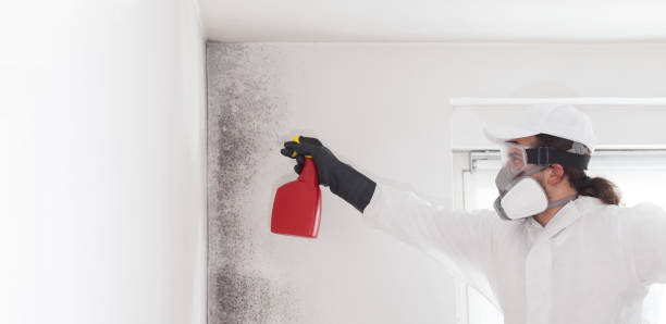 Attic Mold Removal in Pierson, FL