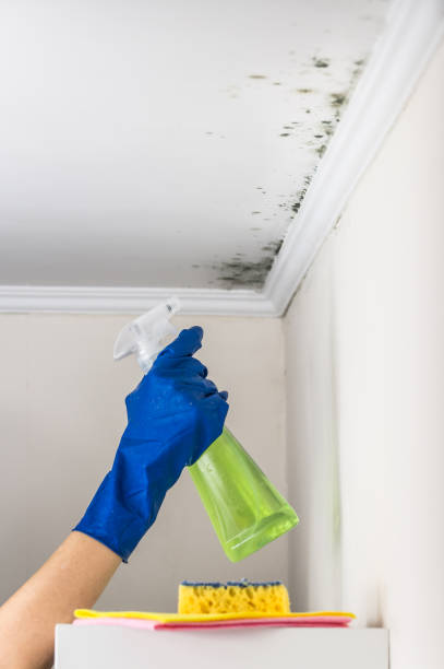 Best Commercial Mold Removal  in Pierson, FL